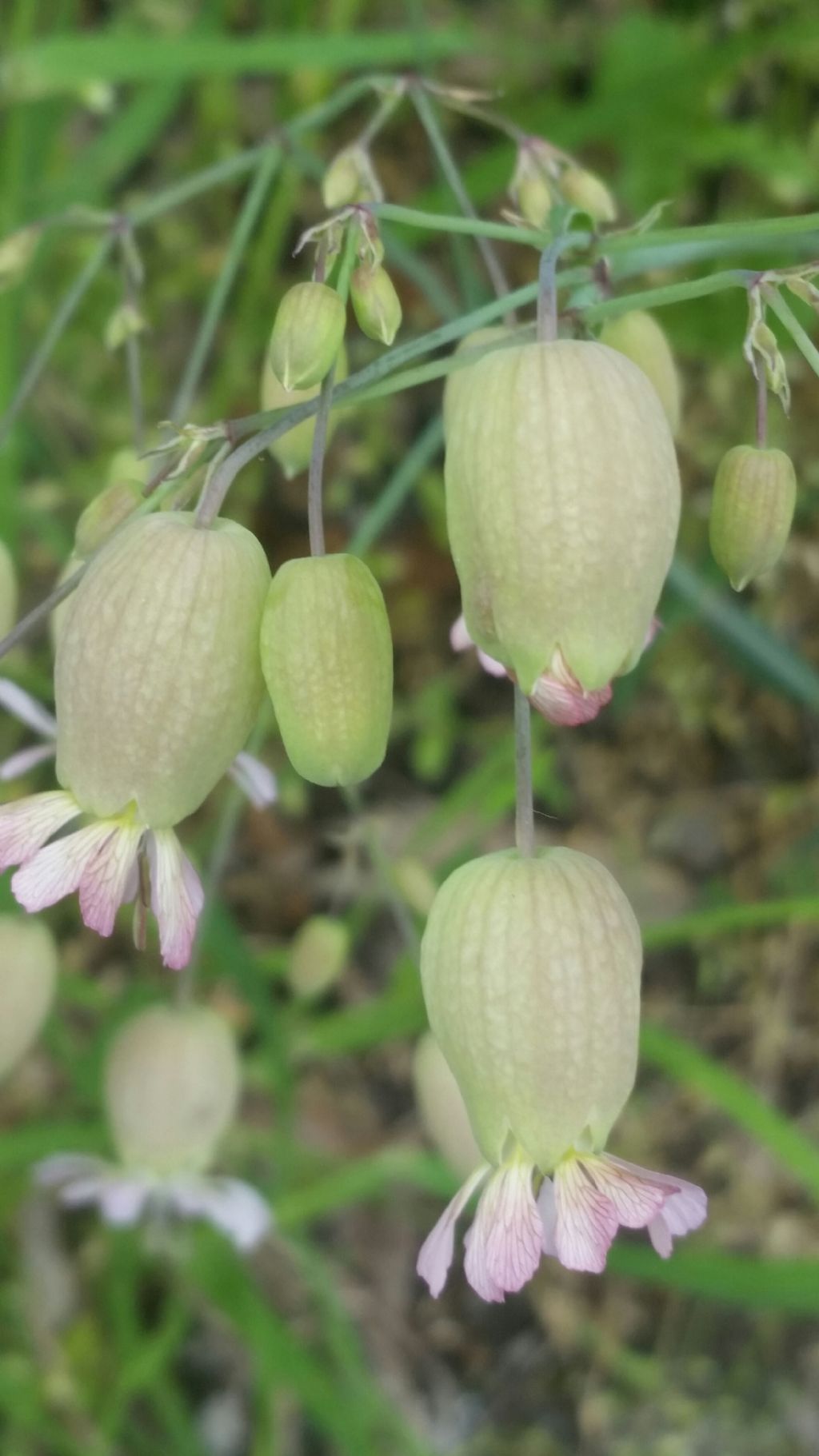 Silene vulgaris